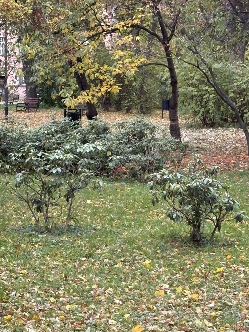 urban greenery