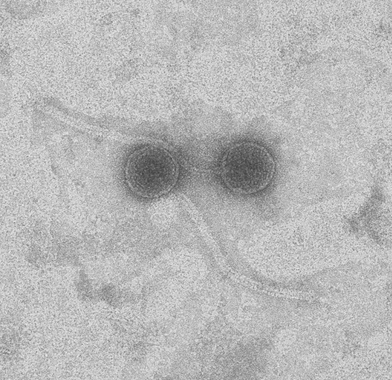 Próbka widok pod mikroskopem